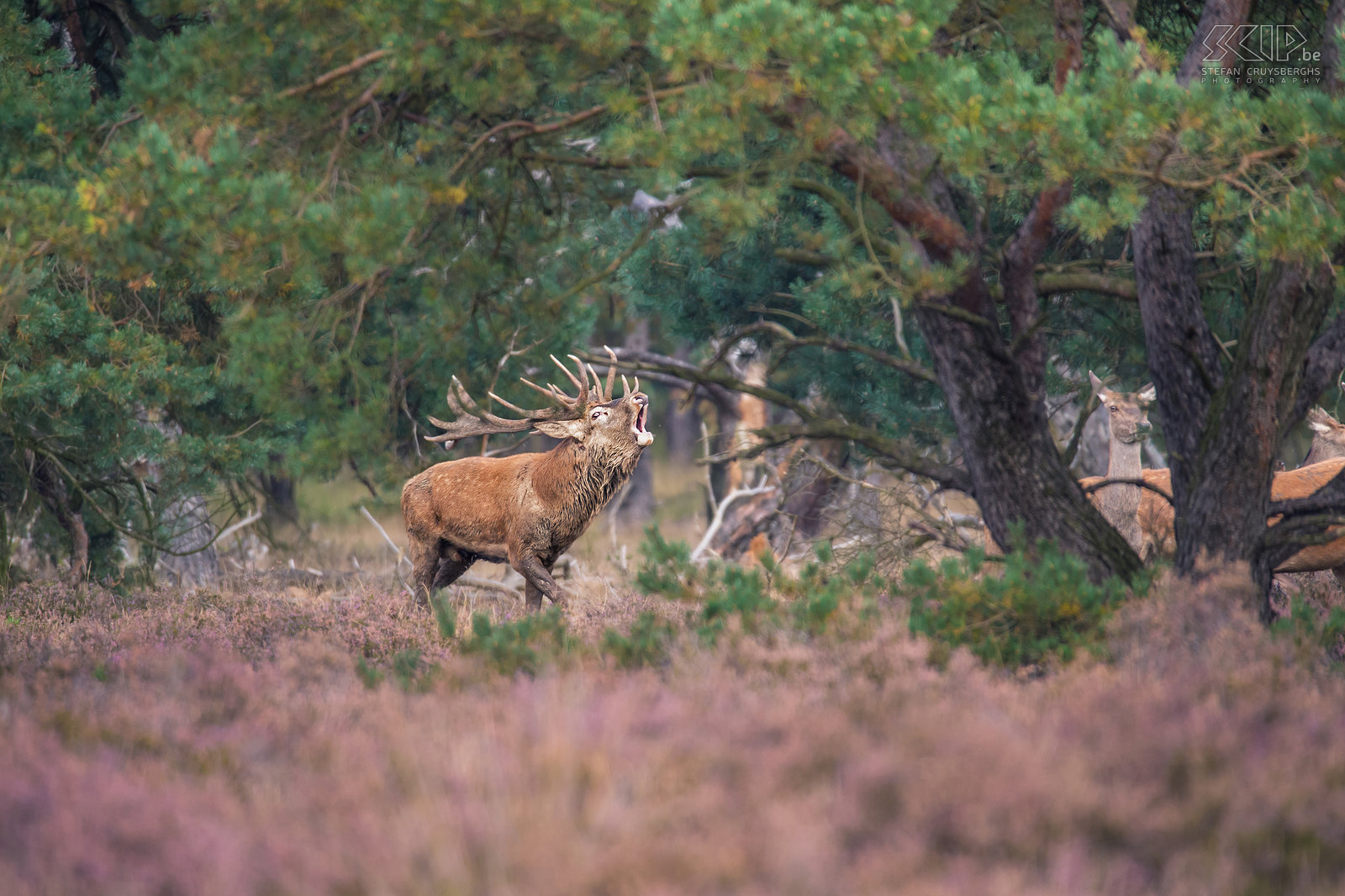 Hertenbronst in Hoge Veluwe - Burlend edelhert Een mannelijk edelhert met indrukwekkend gewei begint te burlen om zijn harem van vrouwtjes bij elkaar te houden en andere hinden aan te trekken. Stefan Cruysberghs